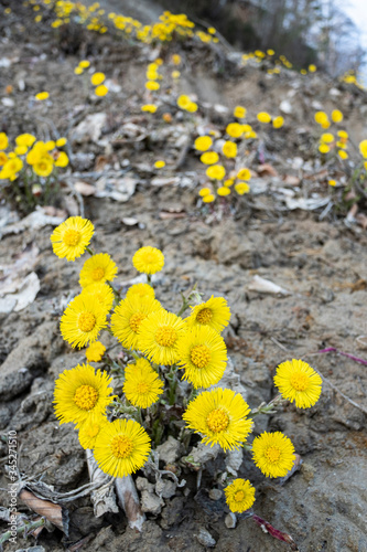 Coltfrost (coltsfoot) growing on bare soil in early spring. © Pawel Sidlo