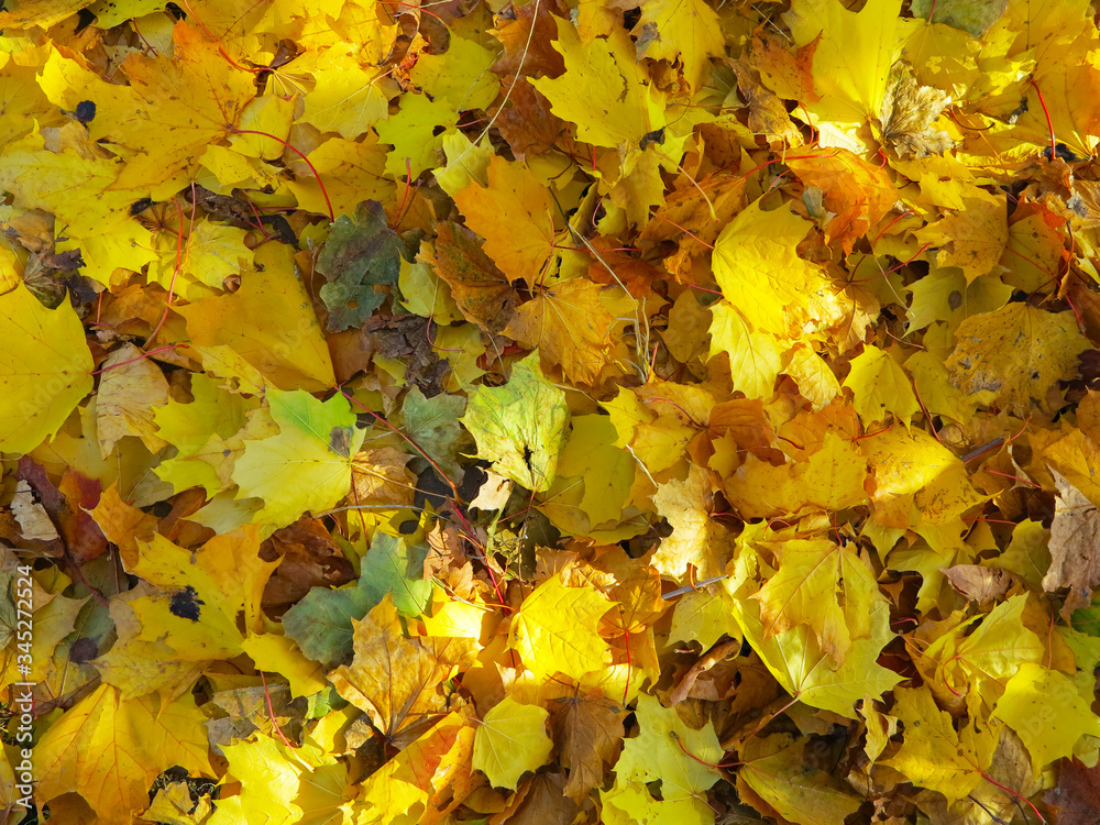 yellow leaves scattered in autumn time for background yellow leaves scattered in autumn time for background
