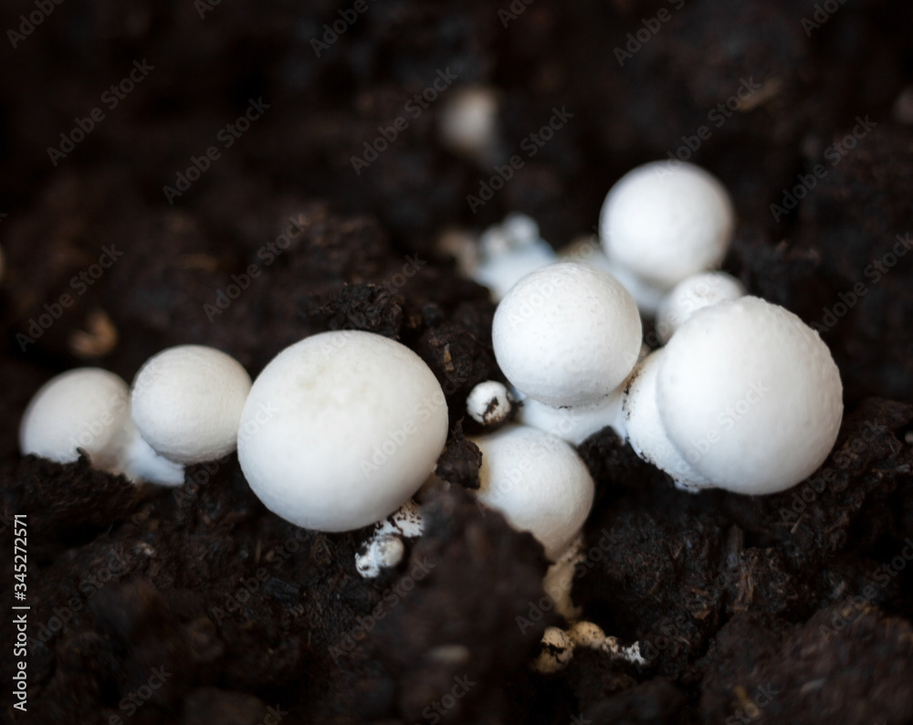 Button mushrooms in the ground Button mushrooms in the ground