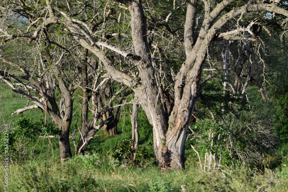 Obraz premium Trees growing in the dense rainforest of Aberdare Ranges, Kenya