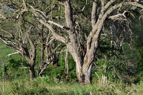 Trees growing in the dense rainforest of Aberdare Ranges, Kenya
