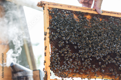 Beekeeper  keeps frame with honeycomb and bees, looks after bees in the garden ,beekeeper  prepares to remove honey from the beehive; beekeeping , apiculture concept (narrow depth of field)