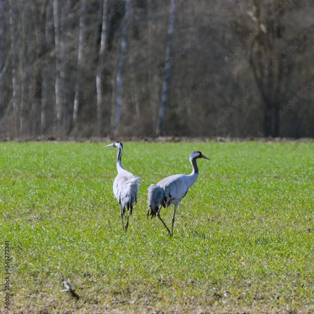 Naklejka premium landscape with cranes in early spring