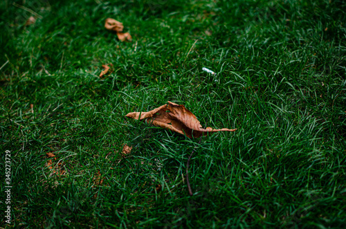 
dry leaf on grass in the park
