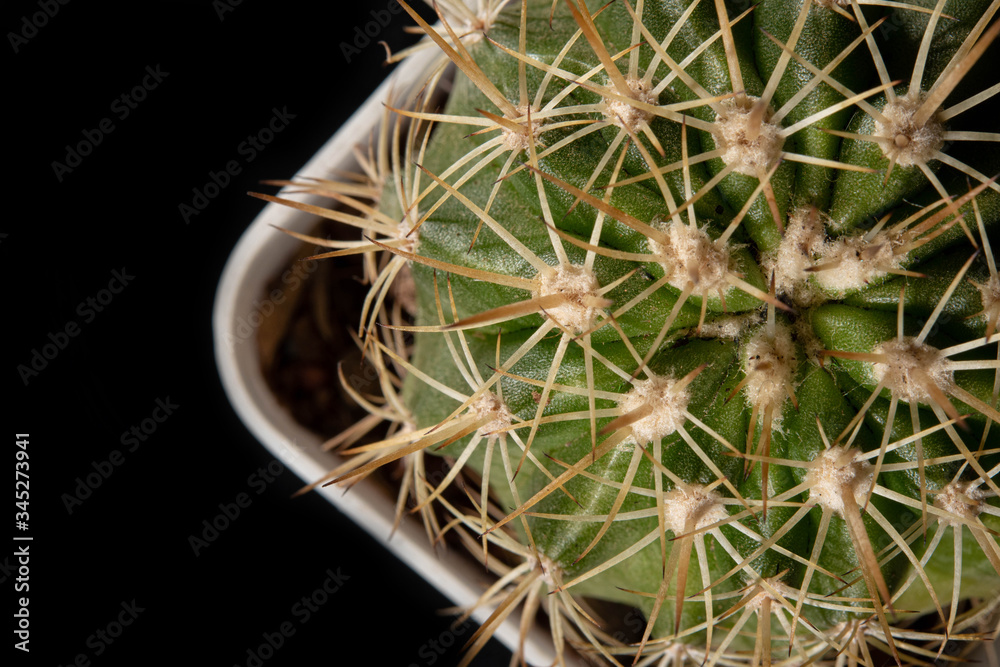 Topview cactus, closeup melocactus, black background.