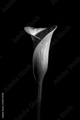 Calla Lilly black and white photo. Minimalism style. Black and white photo. 