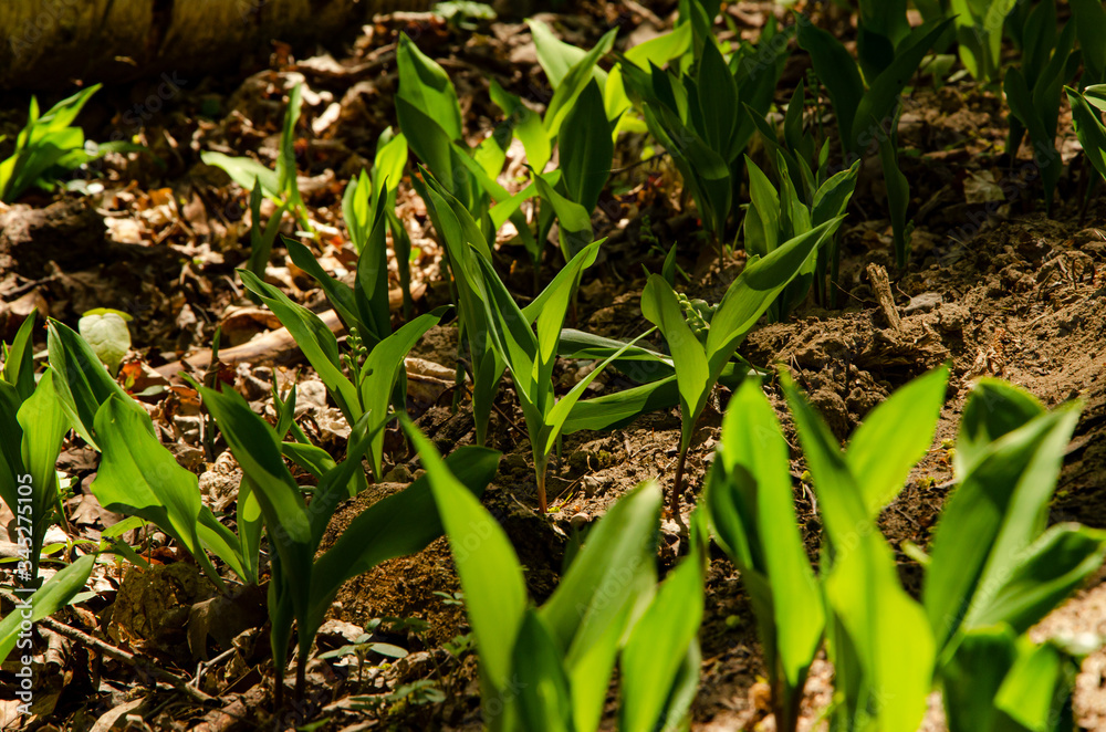 
green lilies of the valley