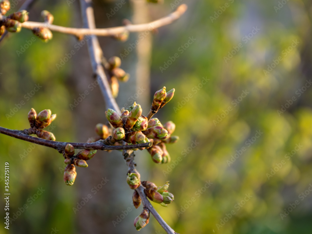 the first spring buds in sunrise, backlight picture early in the morning the first spring buds in sunrise, backlight picture early in the morning