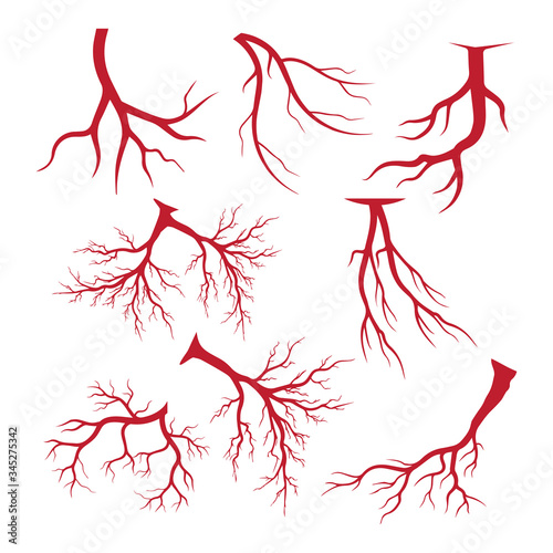 human veins, red blood vessels design and arteries Vector illustration isolated