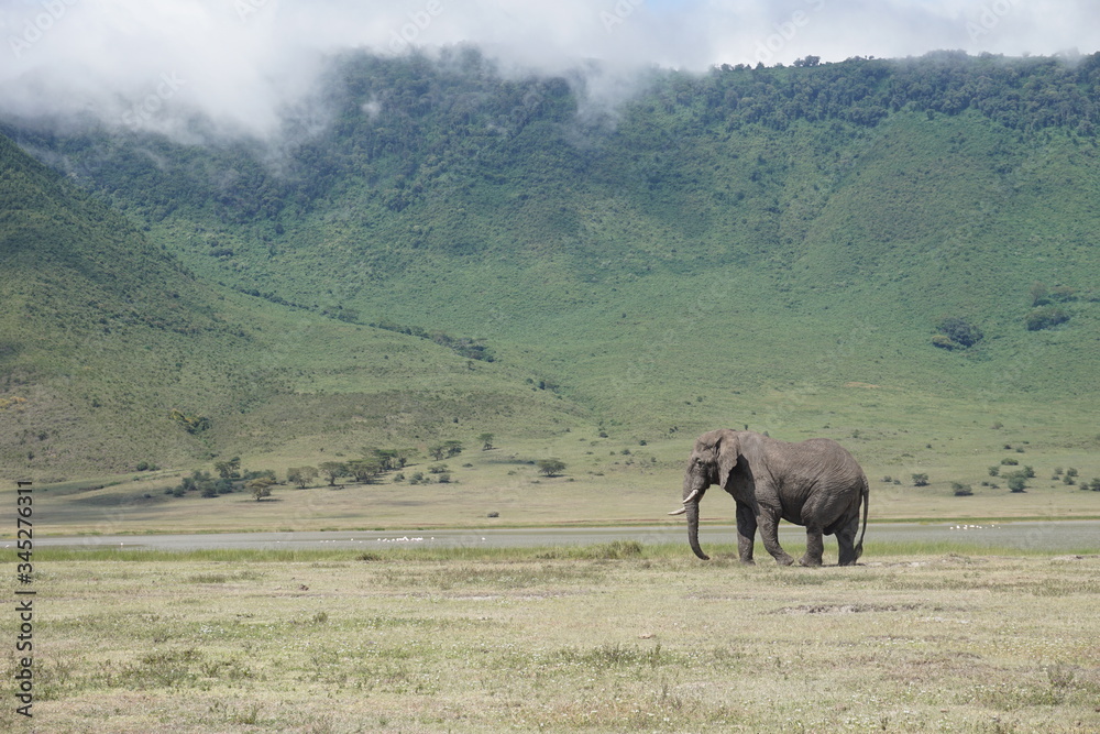 Fototapeta premium Elefant im Ngorongoro-Krater, Tansania