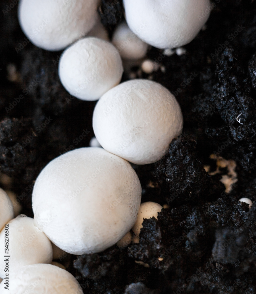 Button mushrooms in the ground Button mushrooms in the ground