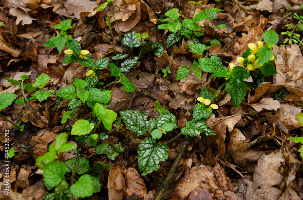 green wet leaves in the forest litter
green wet leaves in the forest litter