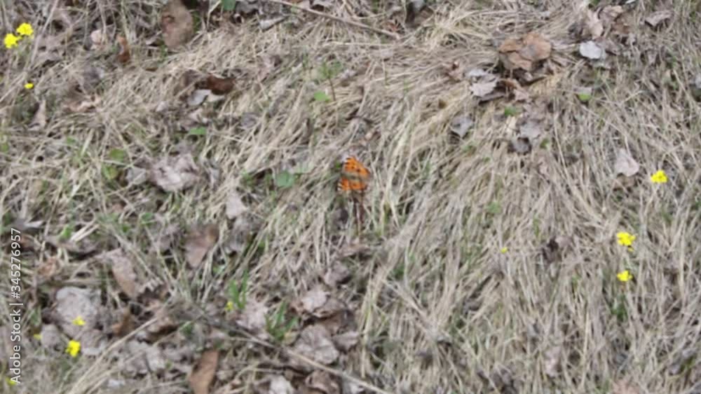 The butterfly basks in the spring sun under the gentle wind. This butterfly has beautiful orange-black wings. The butterfly basks in the spring sun under the gentle wind. This butterfly has beautiful orange-black wings.