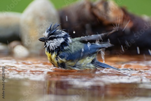 Fotografia Blue tit (Parus caeruleus) bathes in water bird waterhole