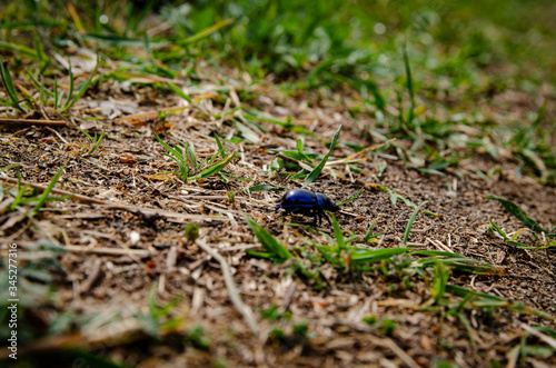  purple beetle in the mud