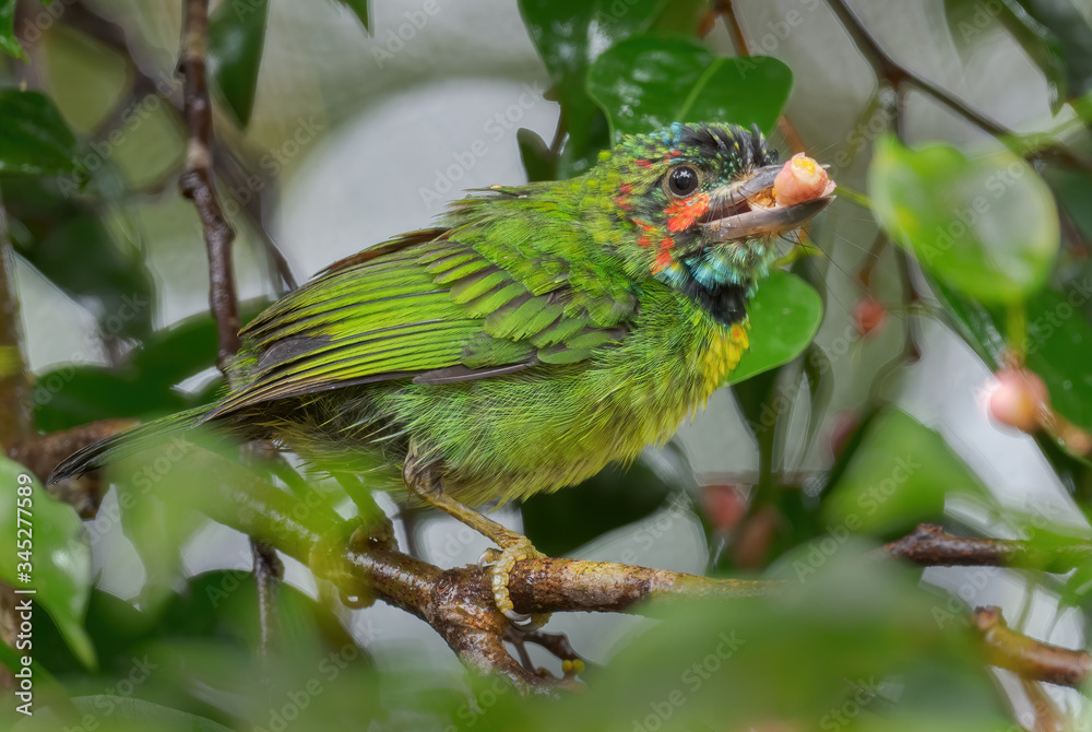 Black-eared Barbet - Psilopogon duvaucelii, beautiful colored barbet from Southeast Asian forests and woodlands, Mutiara Taman Negara, Malaysia.