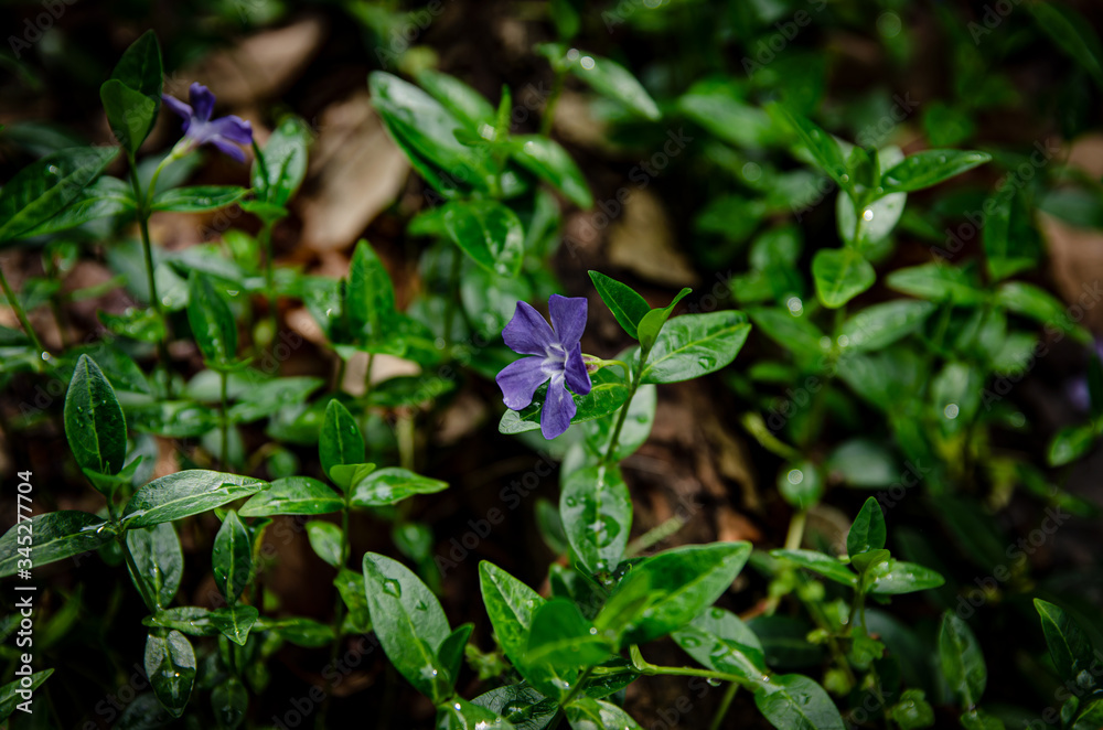 purple-green moist flowers with leaves
purple-green moist flowers with leaves