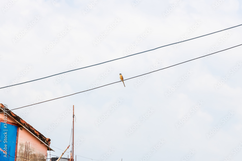 Beautifull Grey-Backed Shrike Sitting On A Wire Outdoors. Beautifull Grey-Backed Shrike Sitting On A Wire Outdoors.