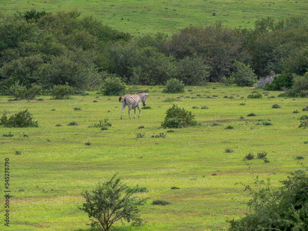 Zebra Family at South Africa grass park landscape
