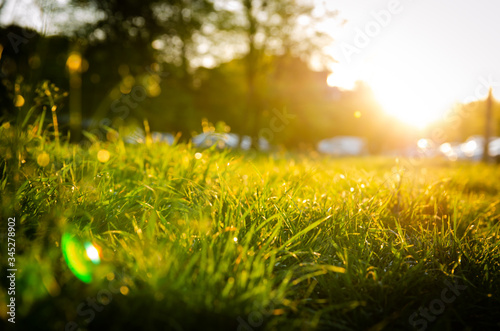  beautiful grass with the sun