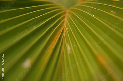 palm leaf texture