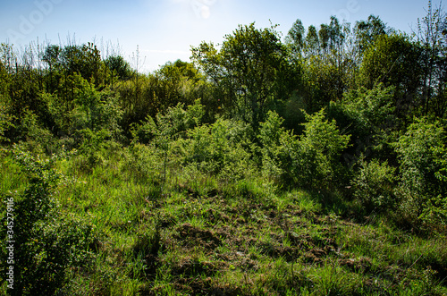  panorama of bushes in the park