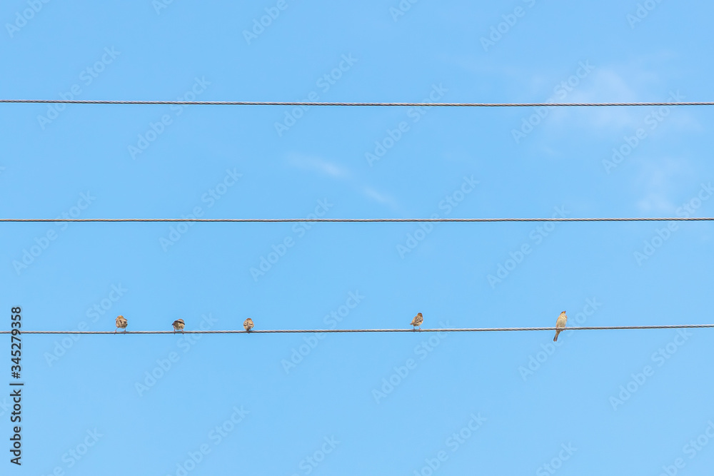 Sparrow sitting on wire against the blue sky. Three birds are sitting together, two are sitting far from each other. Social Distancing concept. Sparrow sitting on wire against the blue sky. Three birds are sitting together, two are sitting far from each other. Social Distancing concept.