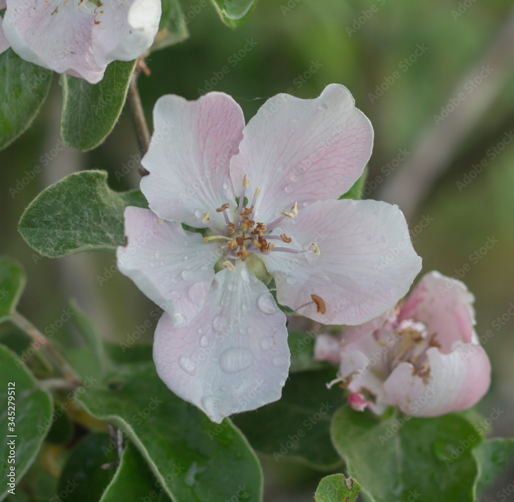 beautiful apple tree flower after rain with drops of water beautiful apple tree flower after rain with drops of water