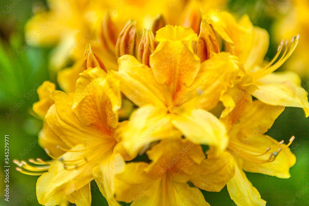 Rhododendron luteum, the yellow azalea or honeysuckle azalea flowers close up. Backgroun Rhododendron luteum, the yellow azalea or honeysuckle azalea flowers close up. Backgroun