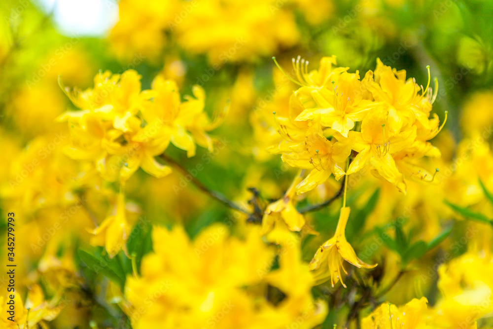 Rhododendron luteum, the yellow azalea or honeysuckle azalea flowers close up. Backgroun Rhododendron luteum, the yellow azalea or honeysuckle azalea flowers close up. Backgroun