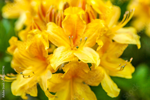 Rhododendron luteum, the yellow azalea or honeysuckle azalea flowers close up. Backgroun