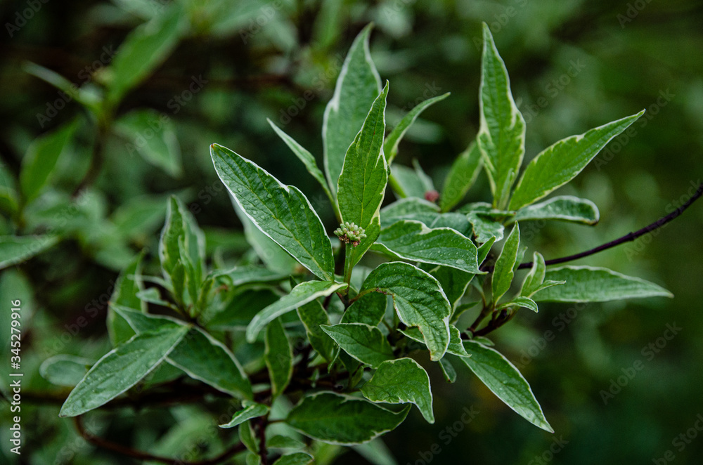 green flower leaves horizontally
green flower leaves horizontally