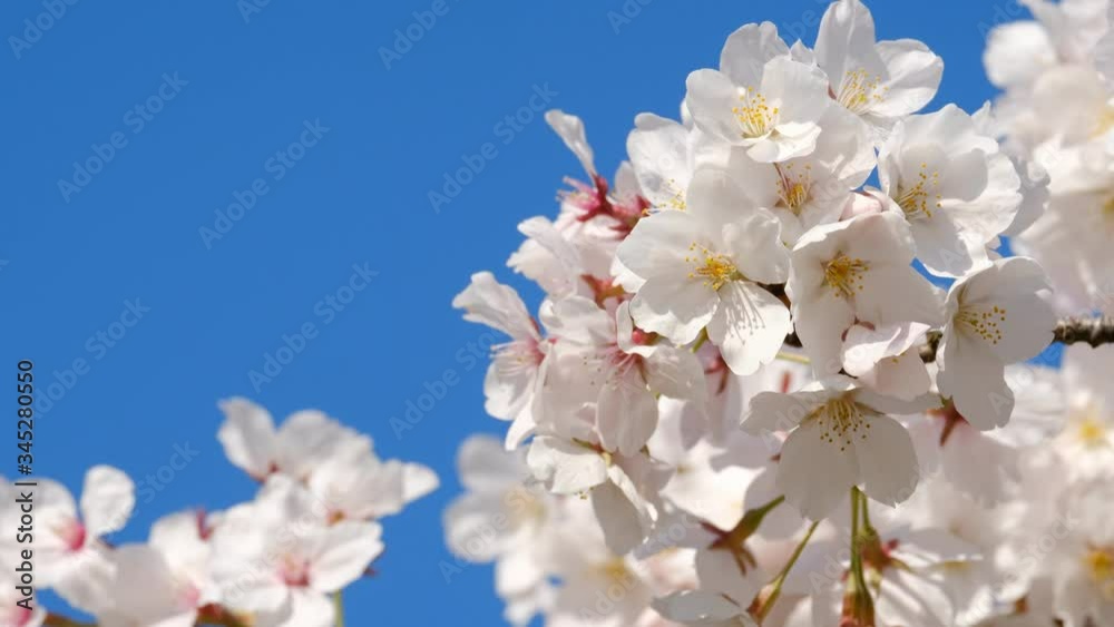 【動画素材】: 満開の桜 ソメイヨシノ フィックス撮影 【動画素材】: 満開の桜 ソメイヨシノ フィックス撮影