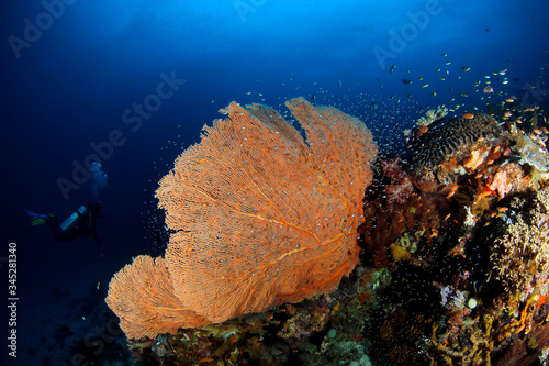 Diver next to a Gorgonian Fan Coral. Raja Ampat, West Papua, Indonesia