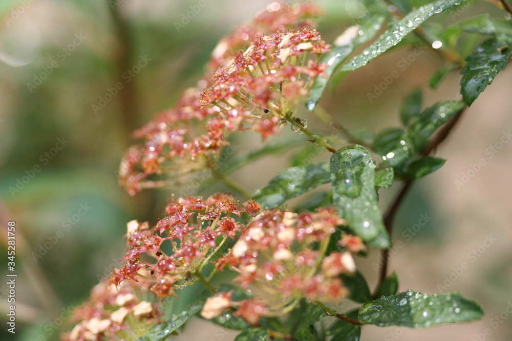 Flower and plants Flower and plants