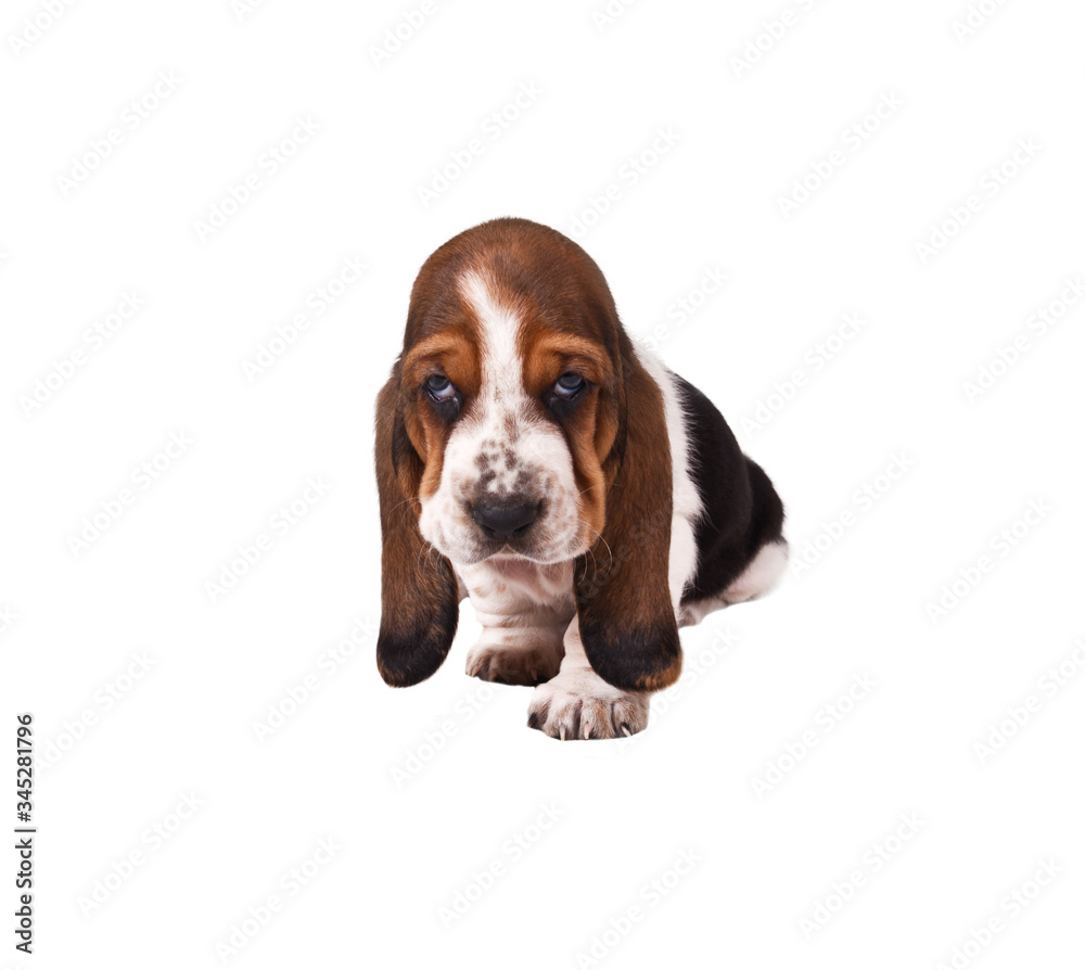 Basset hound puppy sits on white background. Isolated on white
