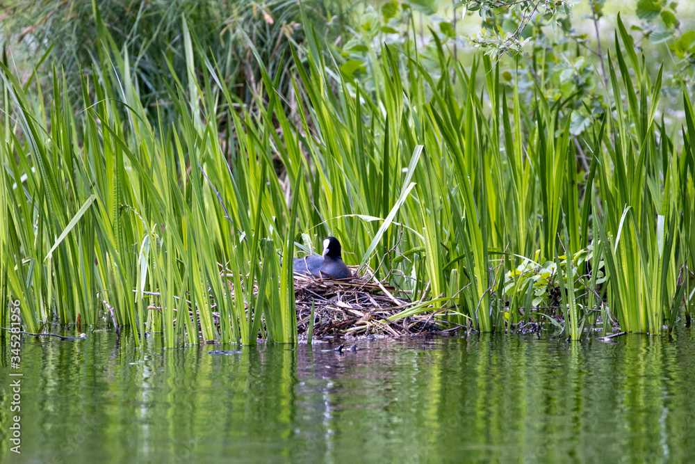 Fototapeta premium Eine brütende Blässralle auf dem Nest auf einem See vor Schilf