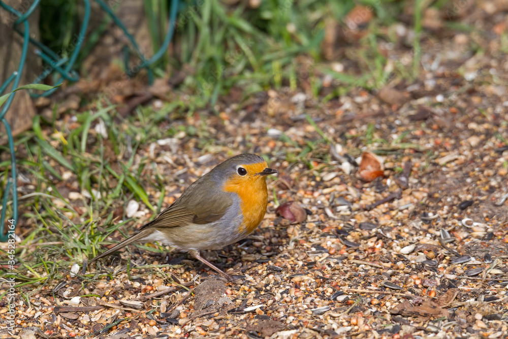 Robin sits in front of a picket fence on the ground looking for food Robin sits in front of a picket fence on the ground looking for food