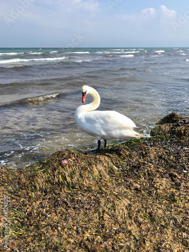 A beautiful swan on the North Sea beach