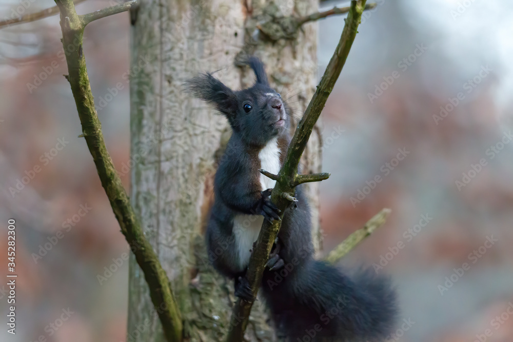 European brown squirrel in winter coat on a branch in the forest European brown squirrel in winter coat on a branch in the forest