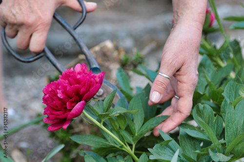 female hands cutting pink peony with old iron scissors