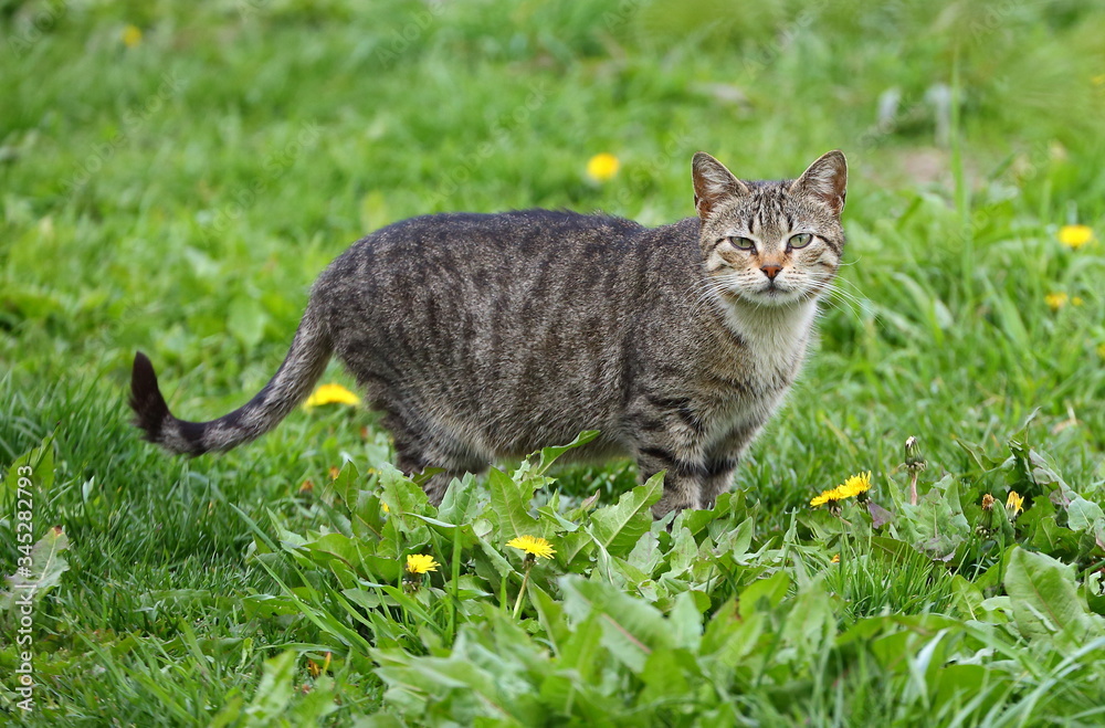 Grey striped cat on green grass