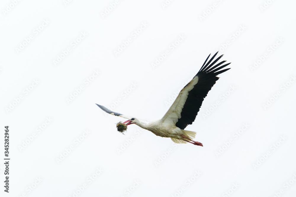 Fototapeta premium A stork flies in white background