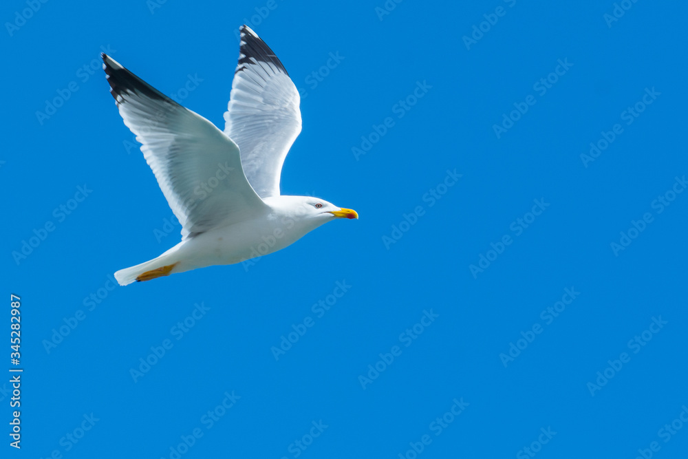 Obraz premium A seagull flying in a blue sky