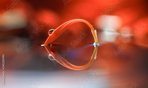 Single red petal with a drop of water that reflects in the water to a heart shape.