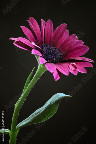 pink daisy flower on black background