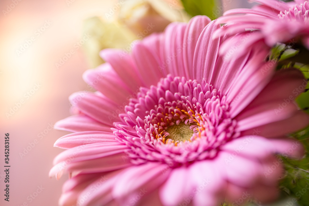 Beautiful pink petals morning sunlight on chrysanthemum flower with summer spring nature close-up macro. Rays of sunlight, beautiful nature with copy space, natural light