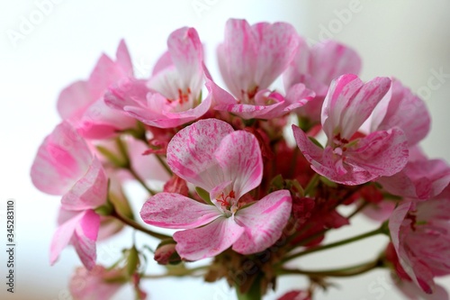 Pink geranium flowers close up