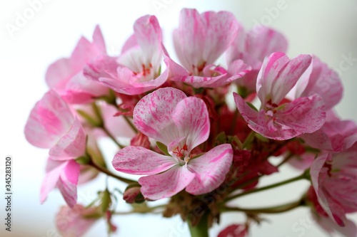 Pink geranium flowers close up © dinar12