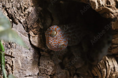 Schilderij op canvas Tokay gecko